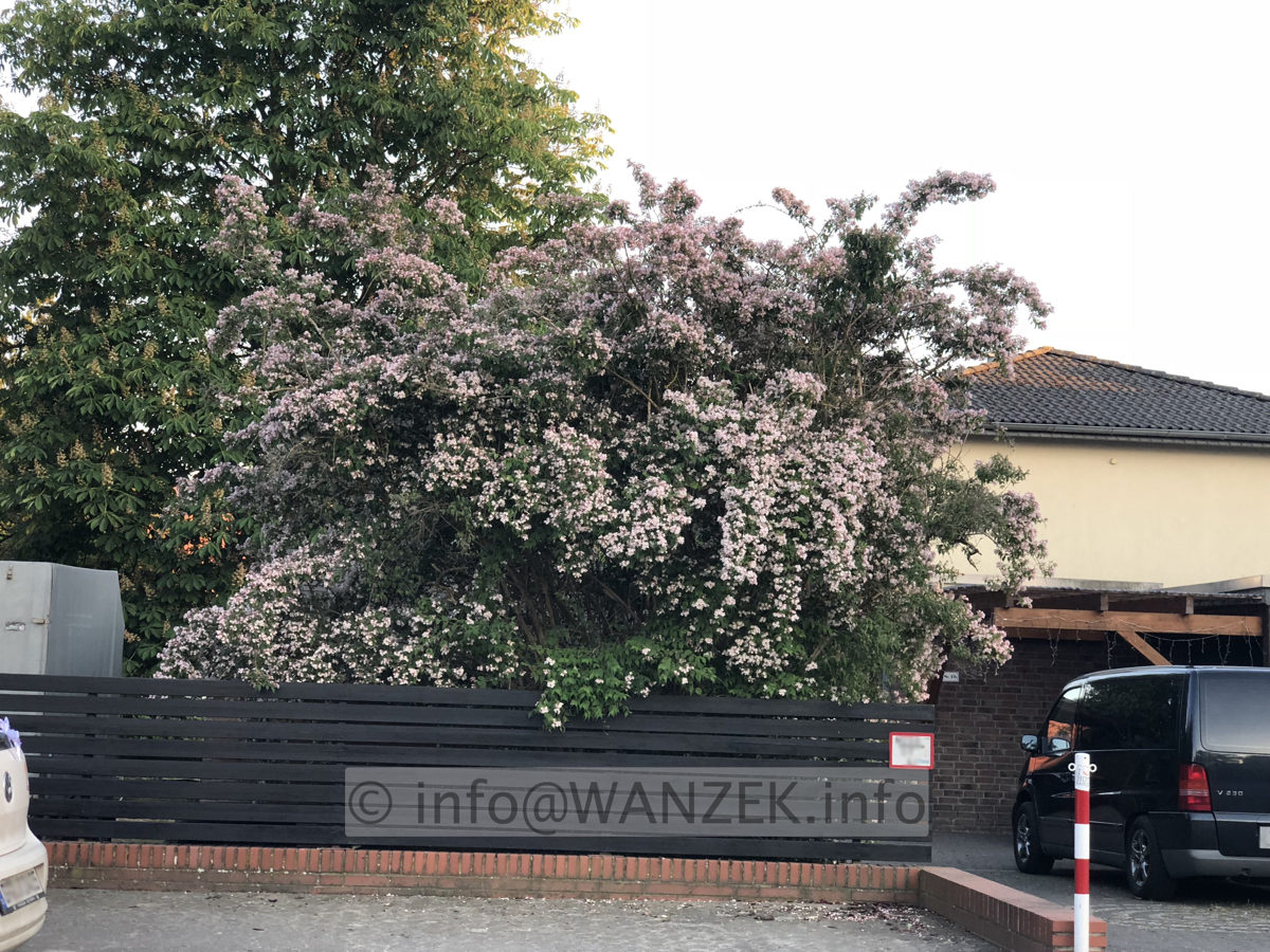 Kolkwitzia amabilis 04.JPG